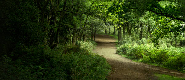 istock Summer woodland path rural UK 841951730