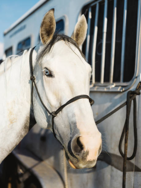 istock Cowboy Lifestyle in Utah 841954526