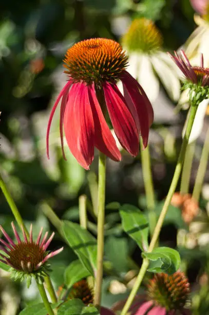 Photo of red echinacea Cheyenne spirit in  urban park