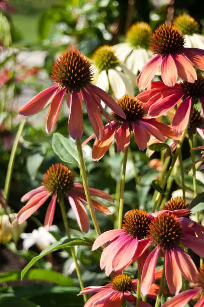 Photo of group of red echinacea Cheyenne spirit in  urban park