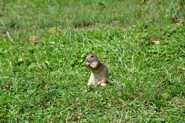 istock ground squirrel grazing and lurking in the grass suslik 841962974