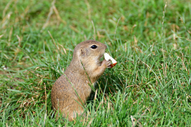 istock ground squirrel grazing and lurking in the grass suslik 841965102