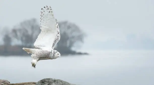 Snowy Owls in Canada