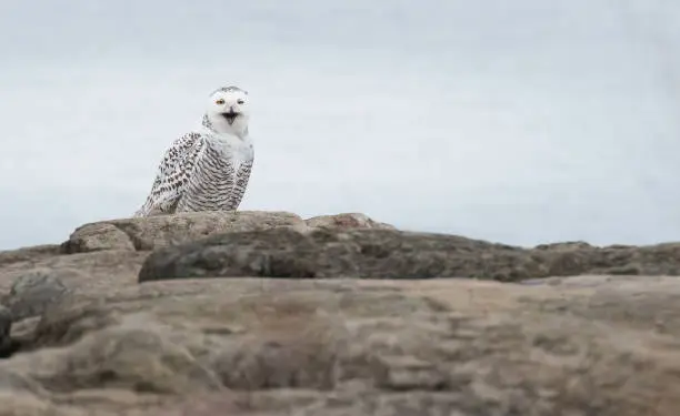 Snowy Owls in Canada