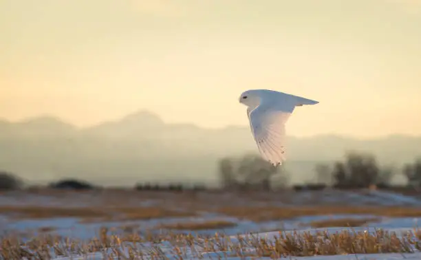 Snowy Owls in Canada