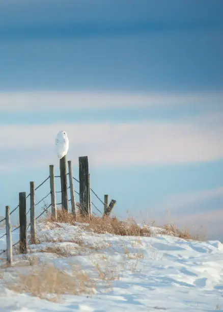 Snowy Owls in Canada