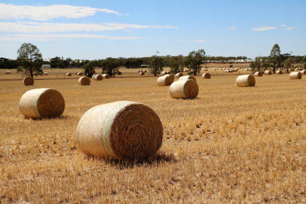 istock Wheatbelt Region in Western Australia in summer 841966434