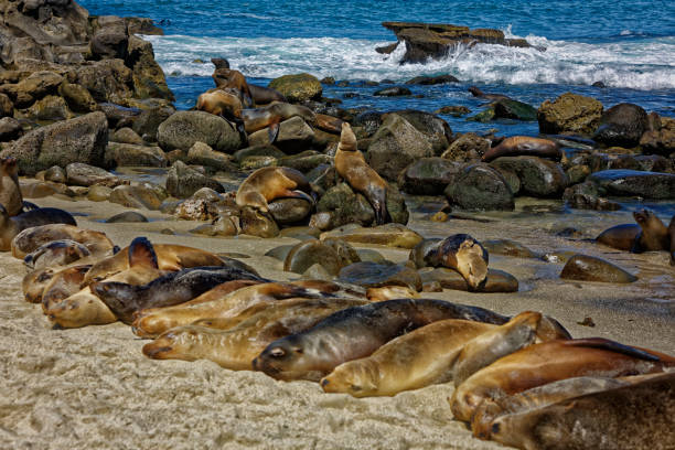 istock sea lions on the beach 841968478