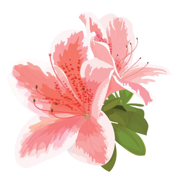 vektor-illustration von zwei zarte rosa und weiße blume, knospe rhododendron, blüte auf einem ast. schöne azalea auf weißem hintergrund - azalea stock-grafiken, -clipart, -cartoons und -symbole