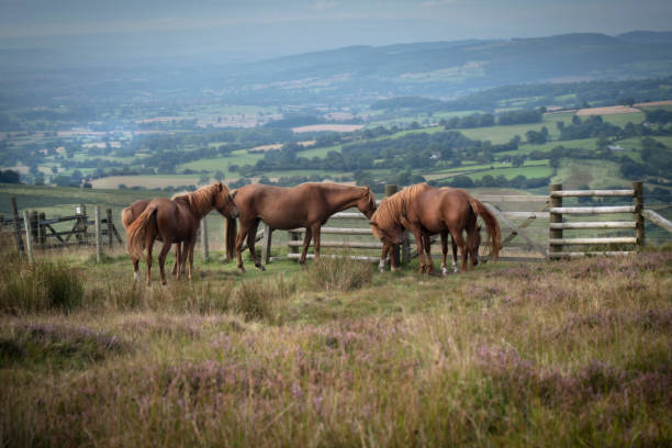 istock Wild Horses on Shropshire Rural Land UK 841974086