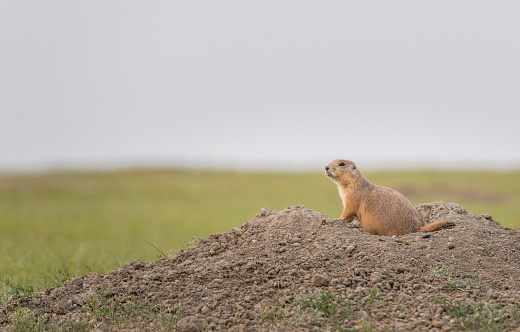 burrowing owl and ground hog