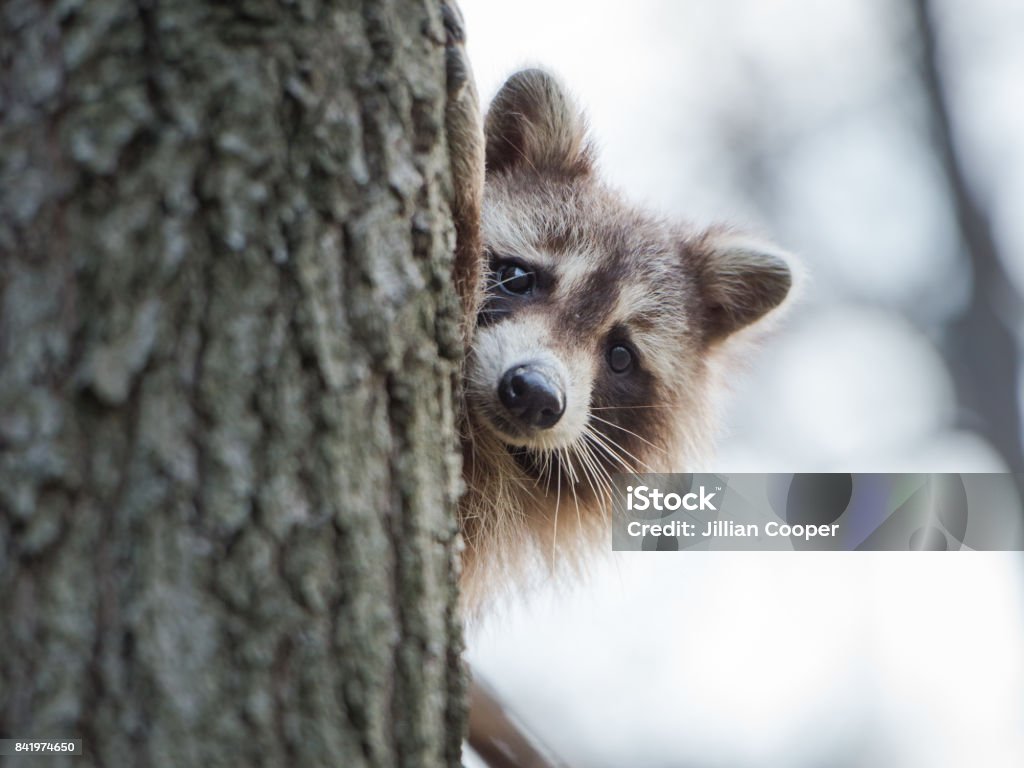 Raccoon - Lizenzfrei Waschbär Stock-Foto