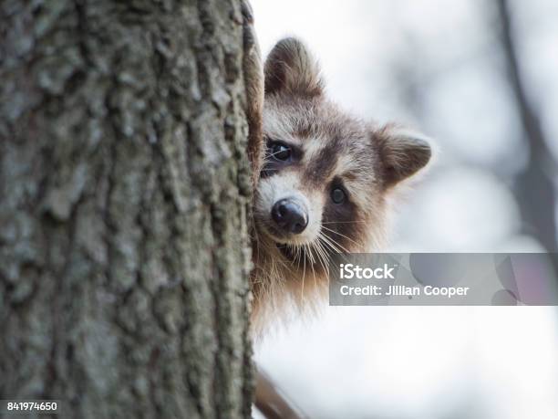 Raccoon Stockfoto und mehr Bilder von Waschbär - Waschbär, Kanada, Fotografie