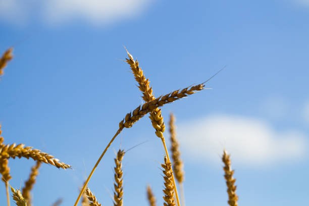 istock Wheat field on a summer sunny day 841981444