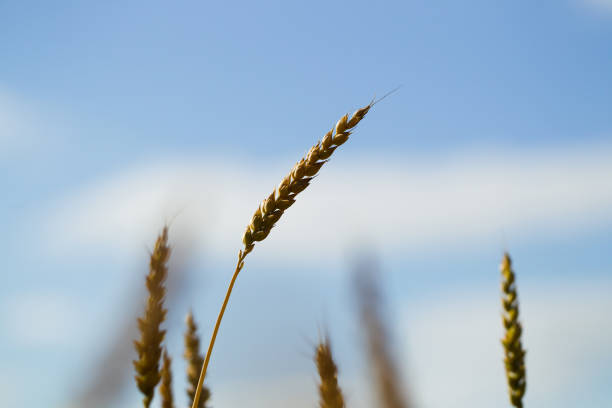 istock Wheat field on a summer sunny day 841981654
