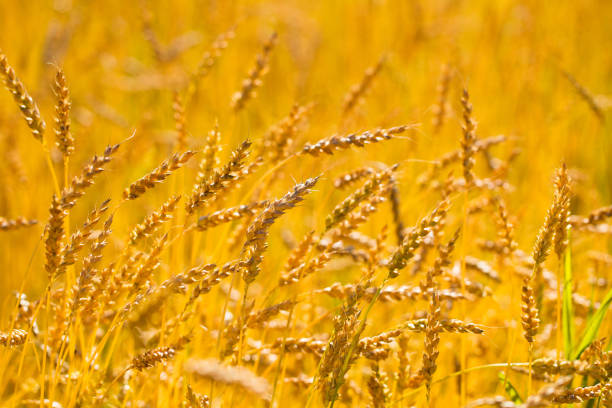 istock Wheat field on a summer sunny day 841983870