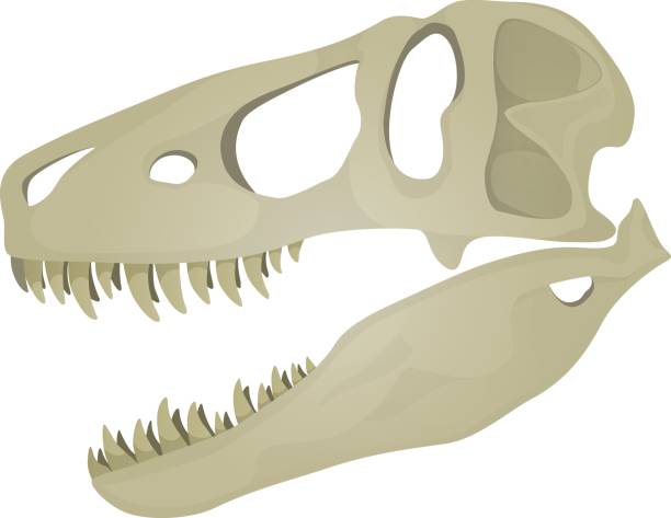 istock Vector illustration of Tyrannosaurus Rex skull. 841984294