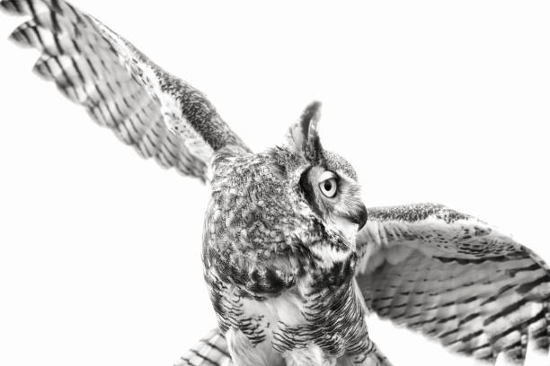 great horned owl, black and white - great white owl imagens e fotografias de stock