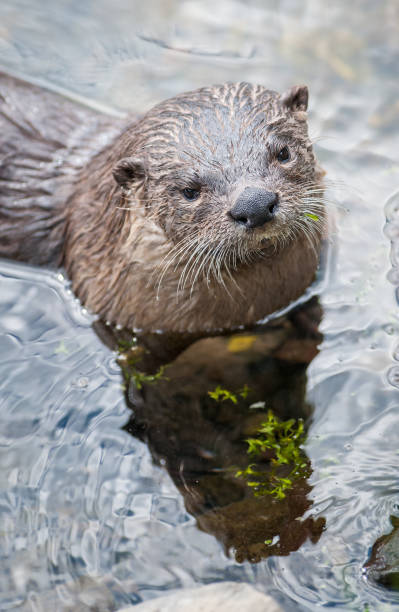 River otter Yellowstone National Park trout lake stock pictures, royalty-free photos & images