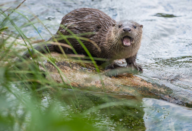 River otter Yellowstone National Park trout lake stock pictures, royalty-free photos & images