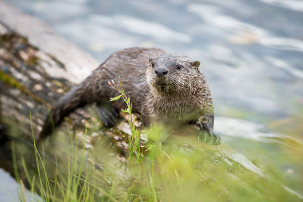 River otter stock photo