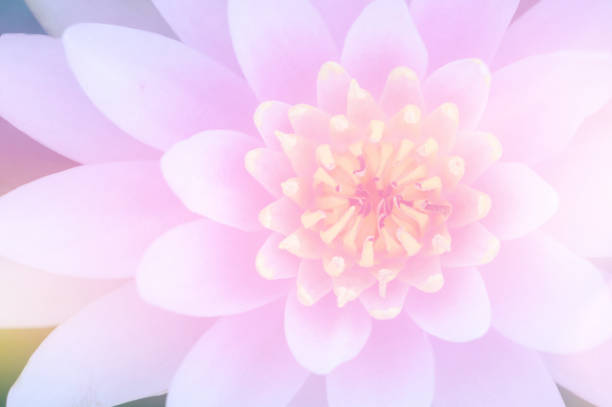 sweet pink lotus in soft and blur style for background