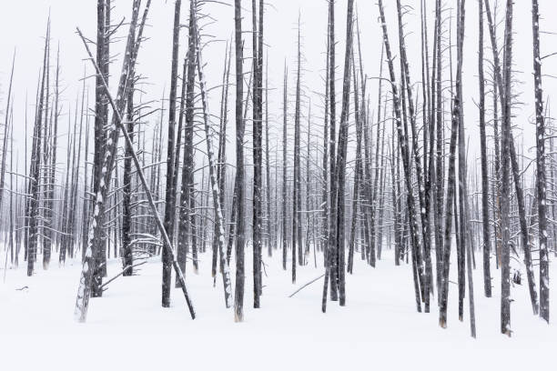 bare trees on snowy winter day - bare tree winter plants travel locations imagens e fotografias de stock