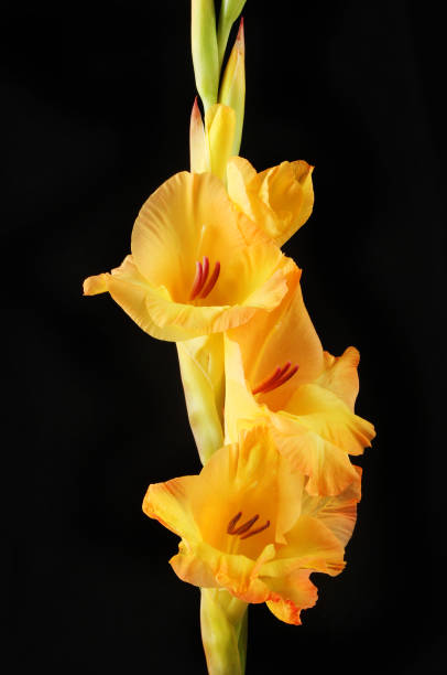 gladioli przeciwko czarnym - gladiolus orange flower isolated zdjęcia i obrazy z banku zdjęć