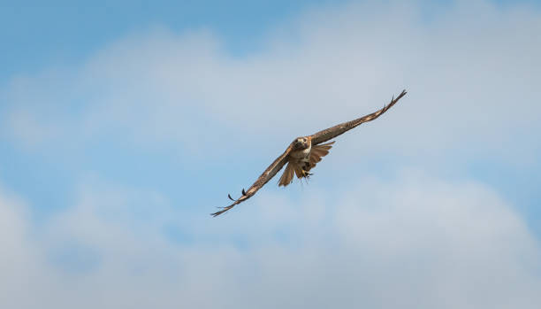 raptors - rough legged hawk bird of prey hawk animals in the wild imagens e fotografias de stock