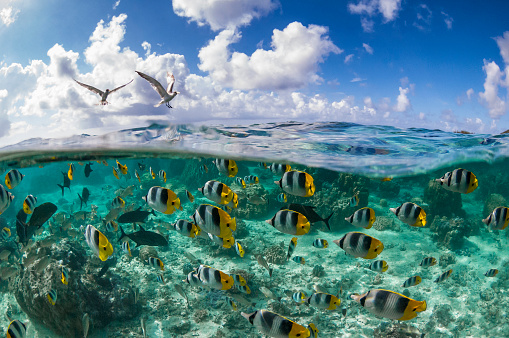 The Pacific Double-saddle Butterflyfish or False Furcula Butterflyfish (Chaetodon ulietensis), is a species of butterflyfish (family Chaetodontidae)