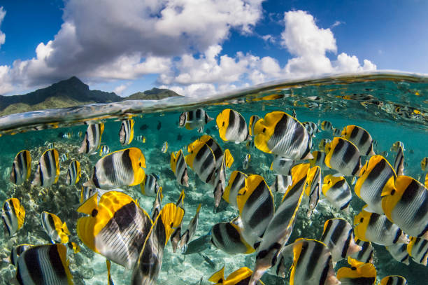 French Polynesia - South Pacific Ocean The Pacific Double-saddle Butterflyfish or False Furcula Butterflyfish (Chaetodon ulietensis), is a species of butterflyfish (family Chaetodontidae) school of fish photos stock pictures, royalty-free photos & images