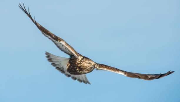 raptors - rough legged hawk bird of prey hawk animals in the wild imagens e fotografias de stock