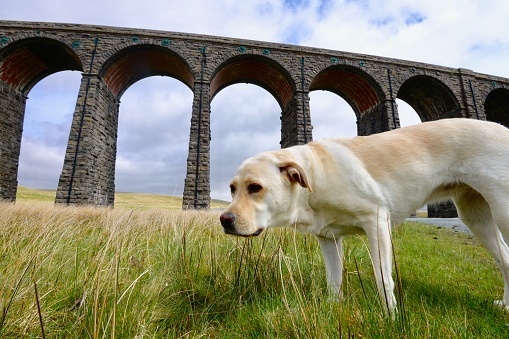 A Labrador Retriever  exploring the Yorkshire Dales, England