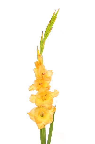 gladiolos amarillos - gladiolus fotografías e imágenes de stock