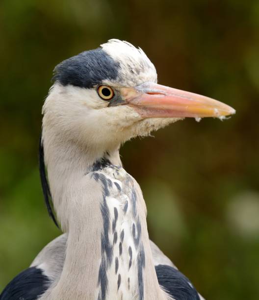 Heron Hern Fish - Free photo on Pixabay