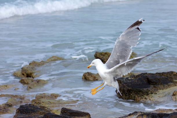 istock A seagull landing on rocks of Stintino 842001196