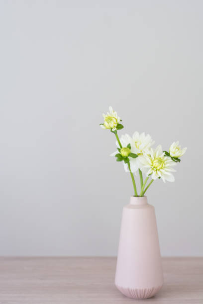 istock White Dahlias in a Modern Pink Vase 842001308