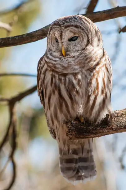 Urban owls