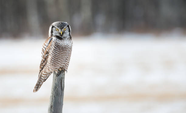 norte da coruja-gavião - northern hawk owl - fotografias e filmes do acervo