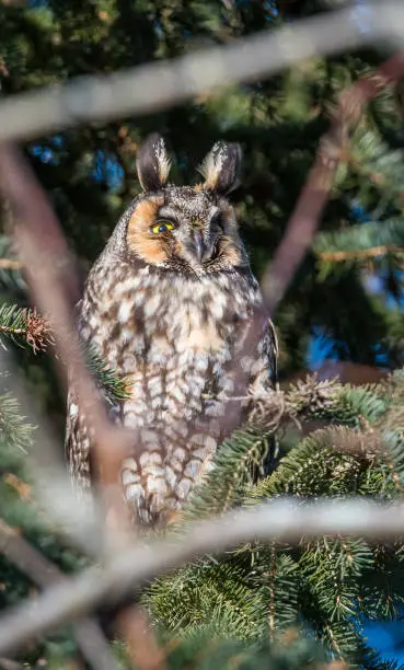 Northern Hawk Owl, Calgary