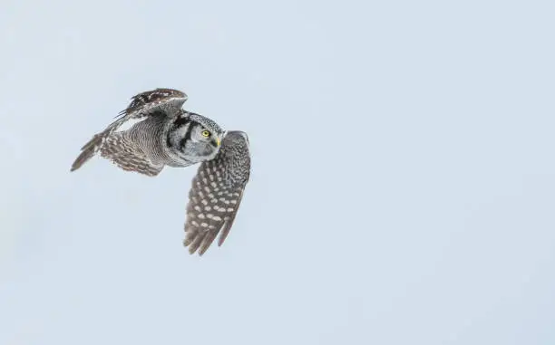 Northern Hawk Owl, Alberta