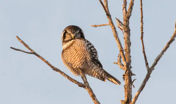 Northern Hawk Owl, Alberta