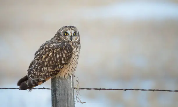 Calgary, Alberta