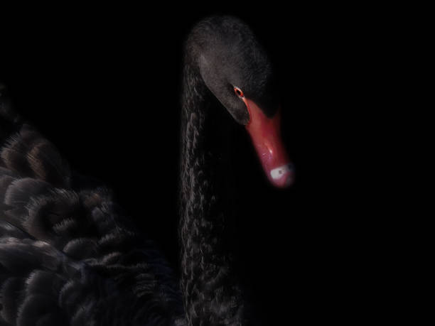 cisne negro - cisne blanco comun fotografías e imágenes de stock