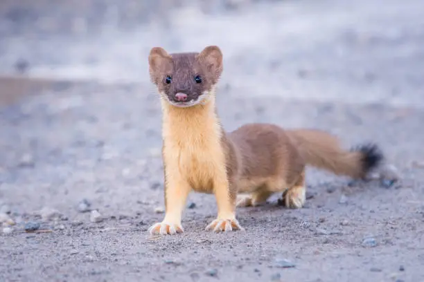 Weasel