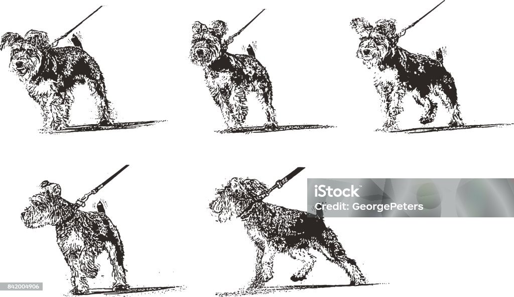 Mixed breed Terrier with pet collar pulling on leash mezzotint illustration of a mixed breed terrier being walked and pulling on leash Dog Walking stock vector