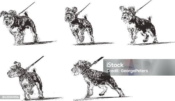 Mixed Breed Terrier With Pet Collar Pulling On Leash Stock Illustration - Download Image Now