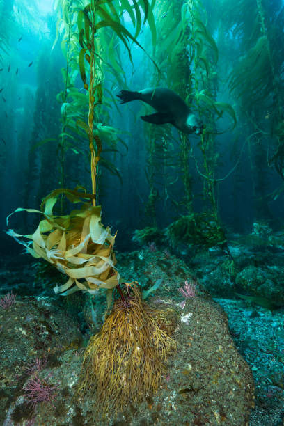 istock Sea Lion and Kelp 842007842