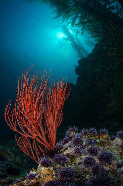 Red Sea Fan and Kelp Red gorgonian and purple urchins below the towering giant kelp forest above. purple sea urchin stock pictures, royalty-free photos & images