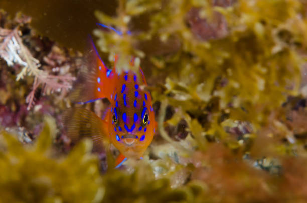 Juvenile Garibaldi A juvenile garibaldi fish hiding in the reef. pirate's cove stock pictures, royalty-free photos & images